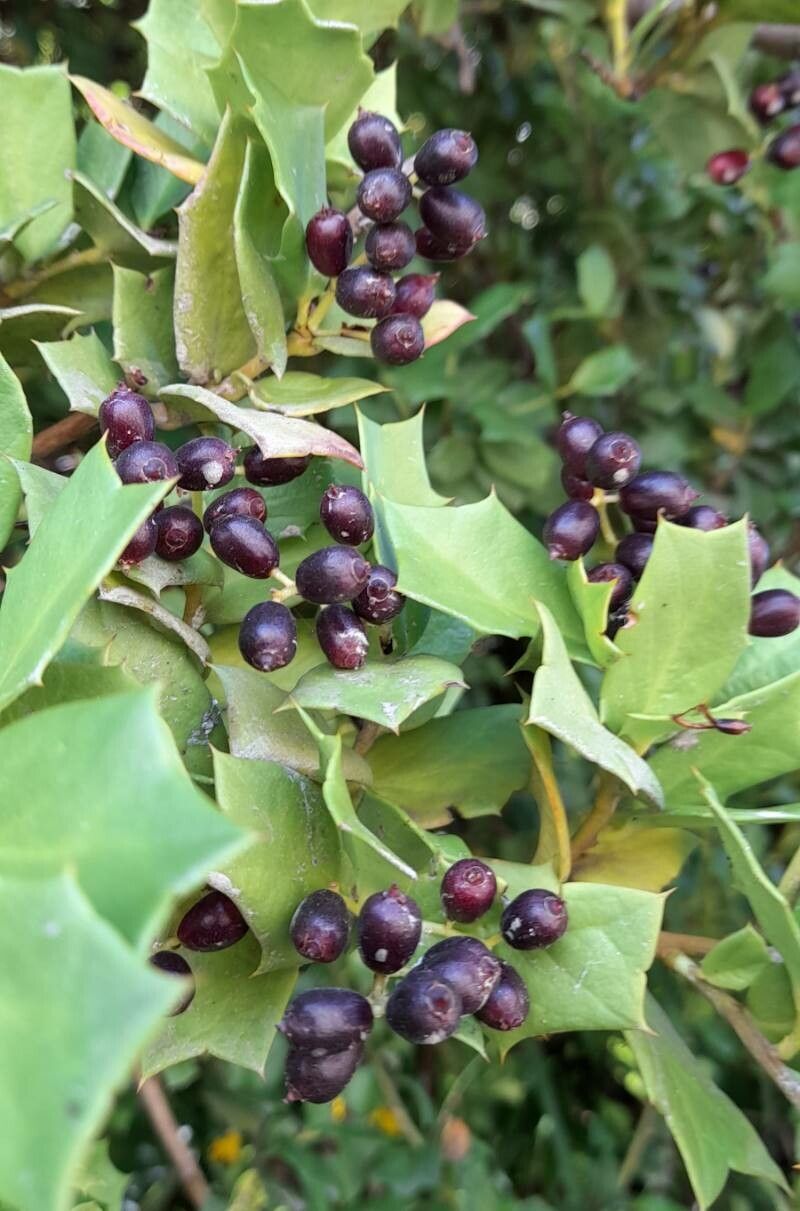 Griselinia jodinifolia fruit
