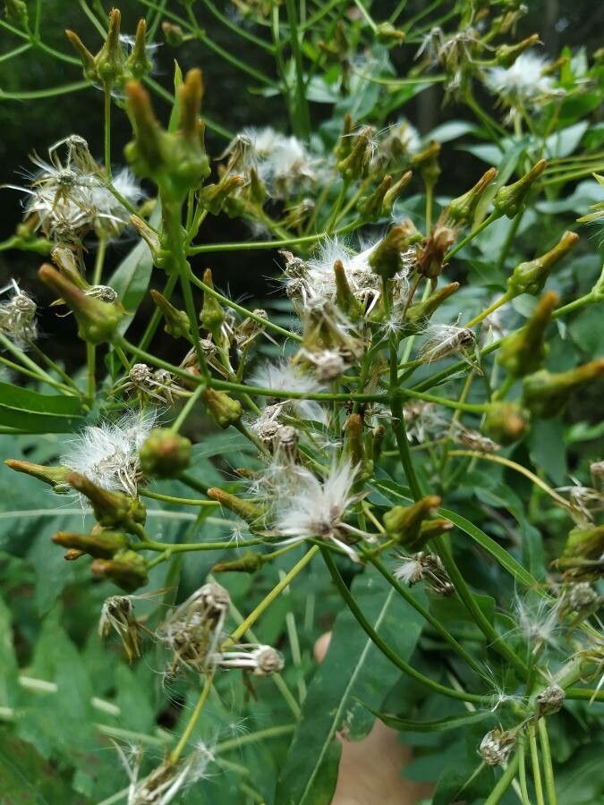 Sonchus canariensis fruit