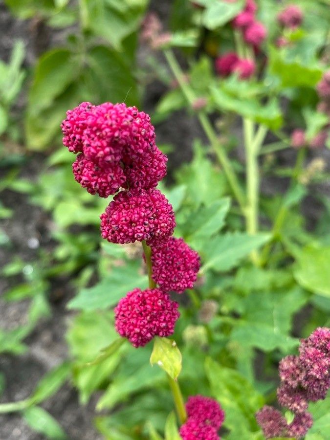 Blitum virgatum flower