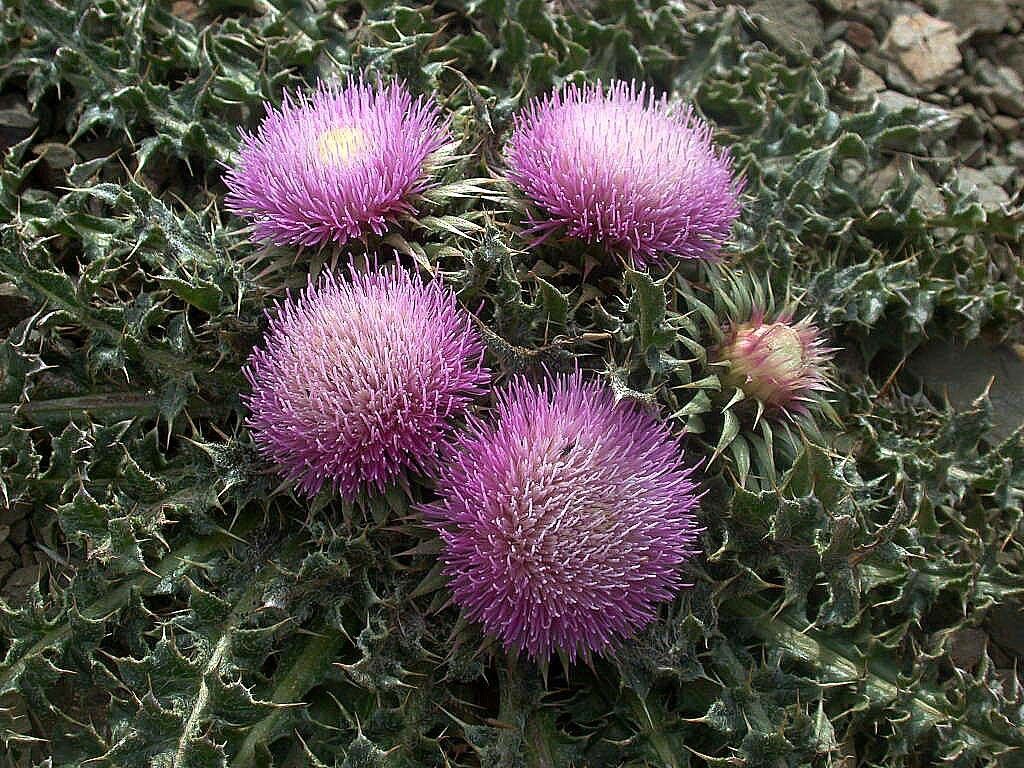 Carduus ballii flower