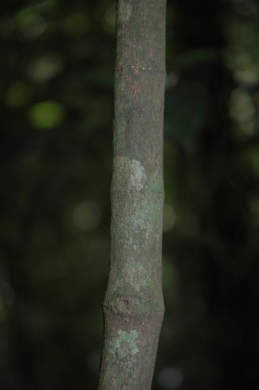 Gnetum ula — houseplant care guide