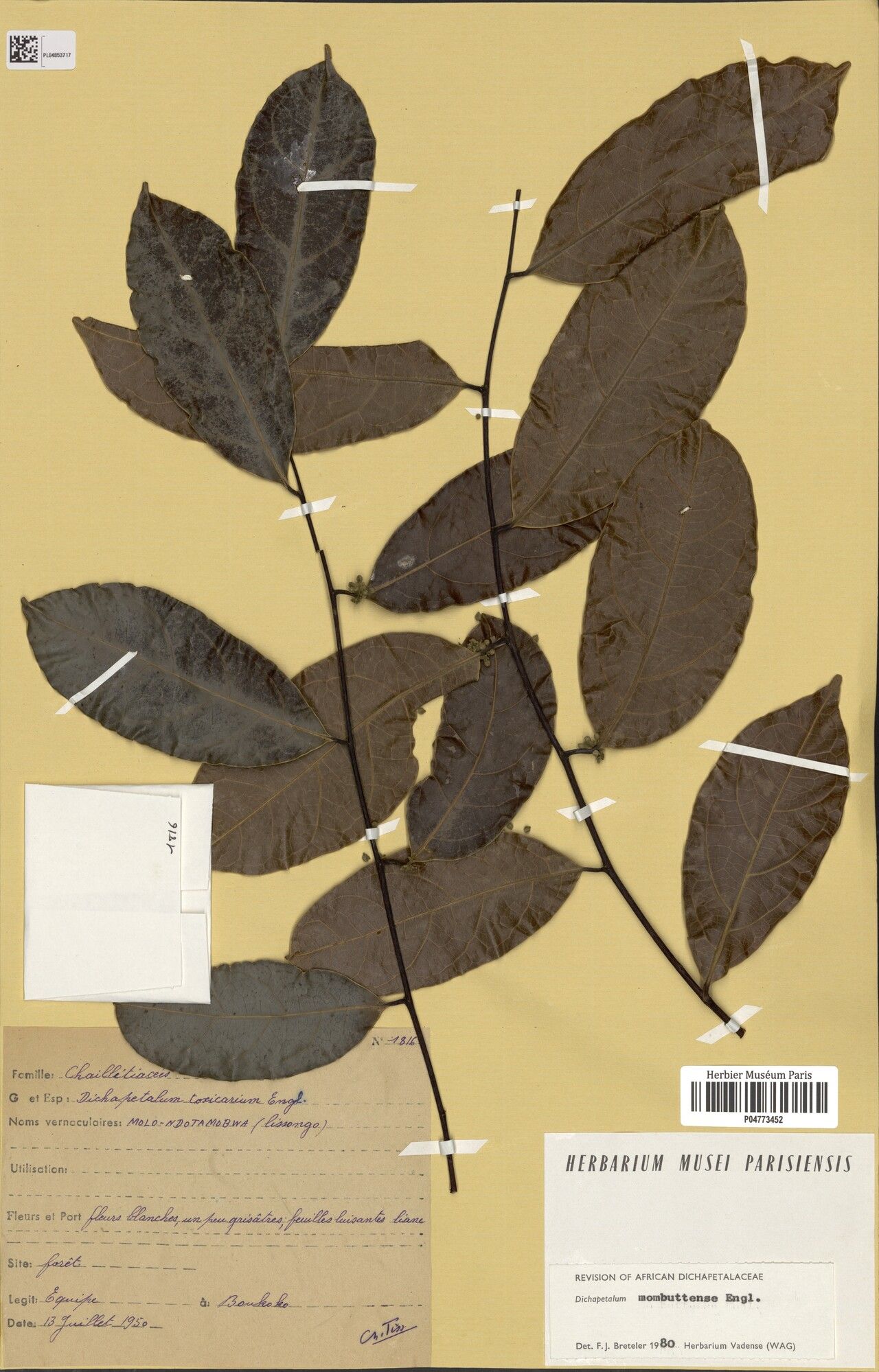 Dichapetalum staudtii — houseplant care guide