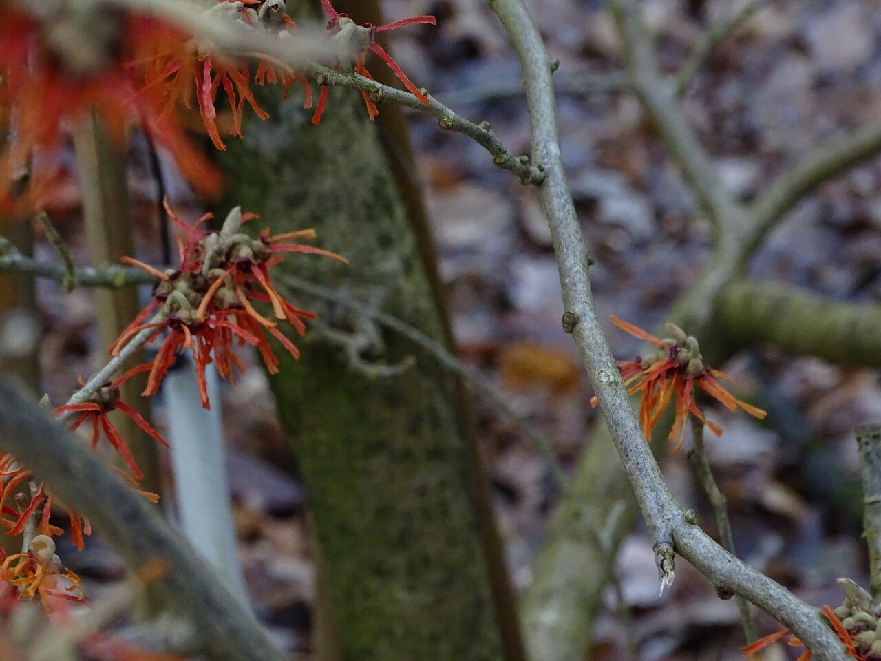 Hamamelis intermedia bark