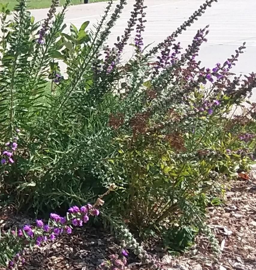 Liatris scariosa — search result for 'Liatris'