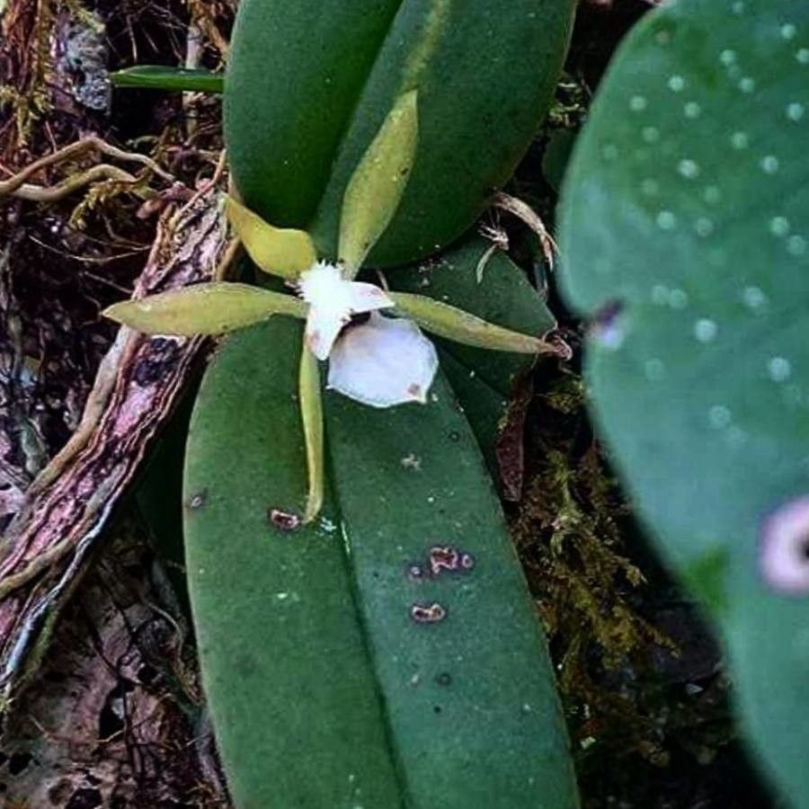 Trichocentrum capistratum — related species from the same genus