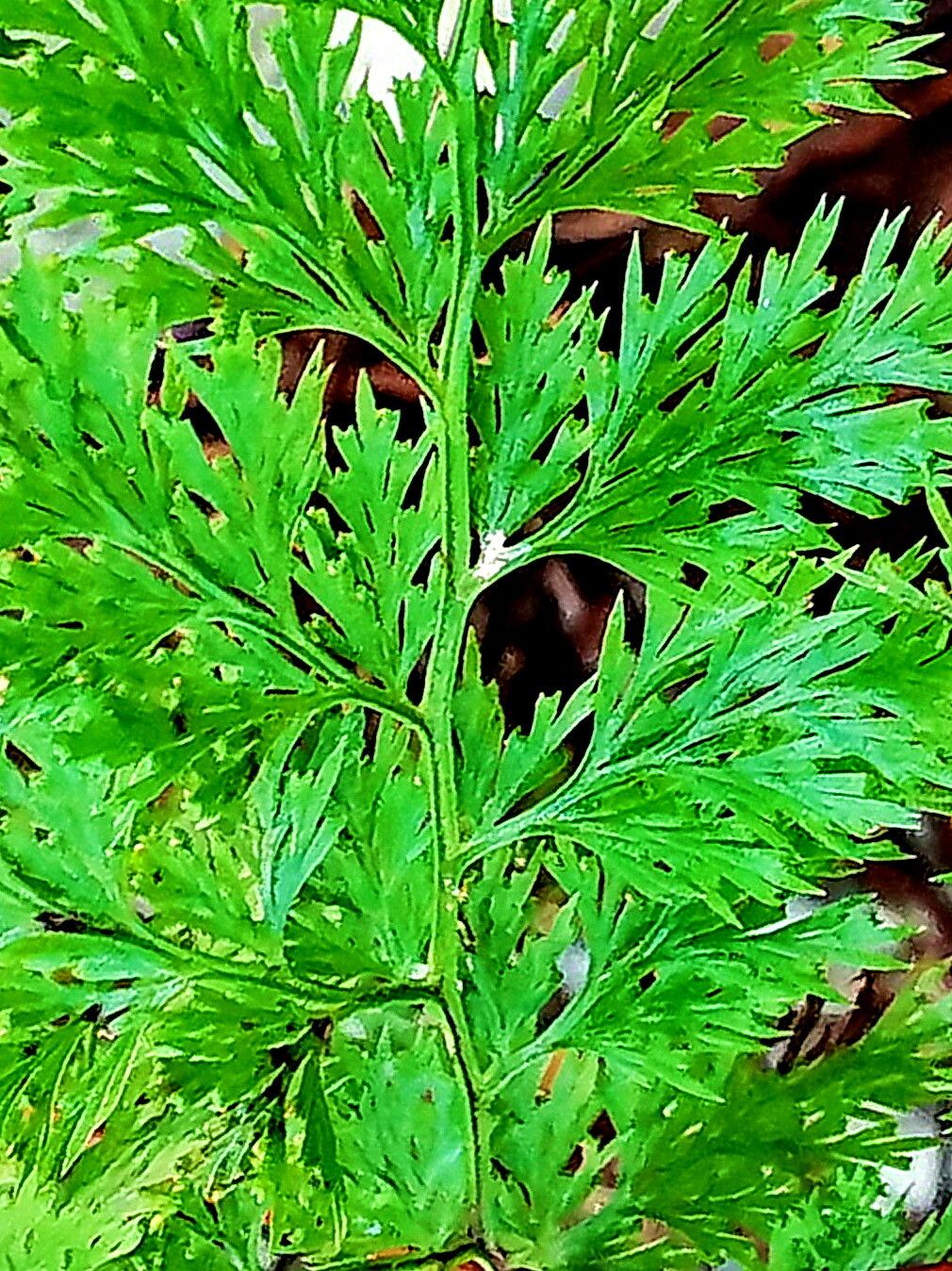 Hemionitis meifolia — houseplant care guide