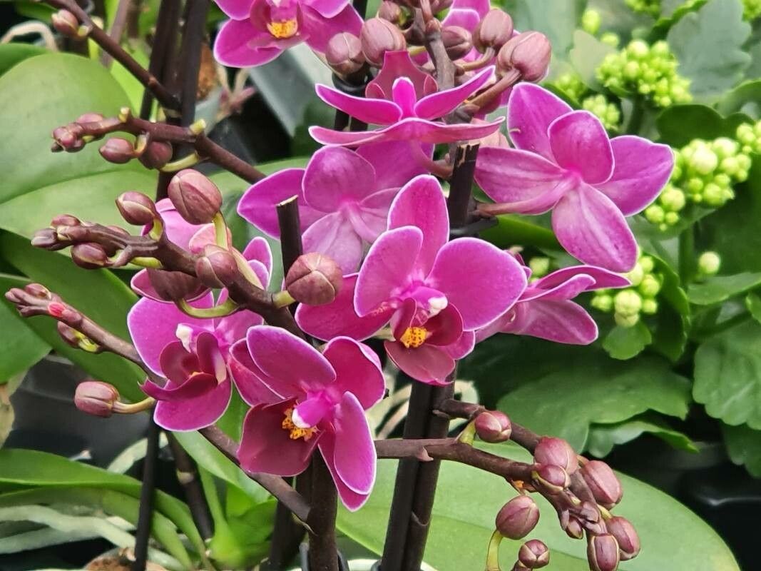 Phalaenopsis equestris — houseplant care guide