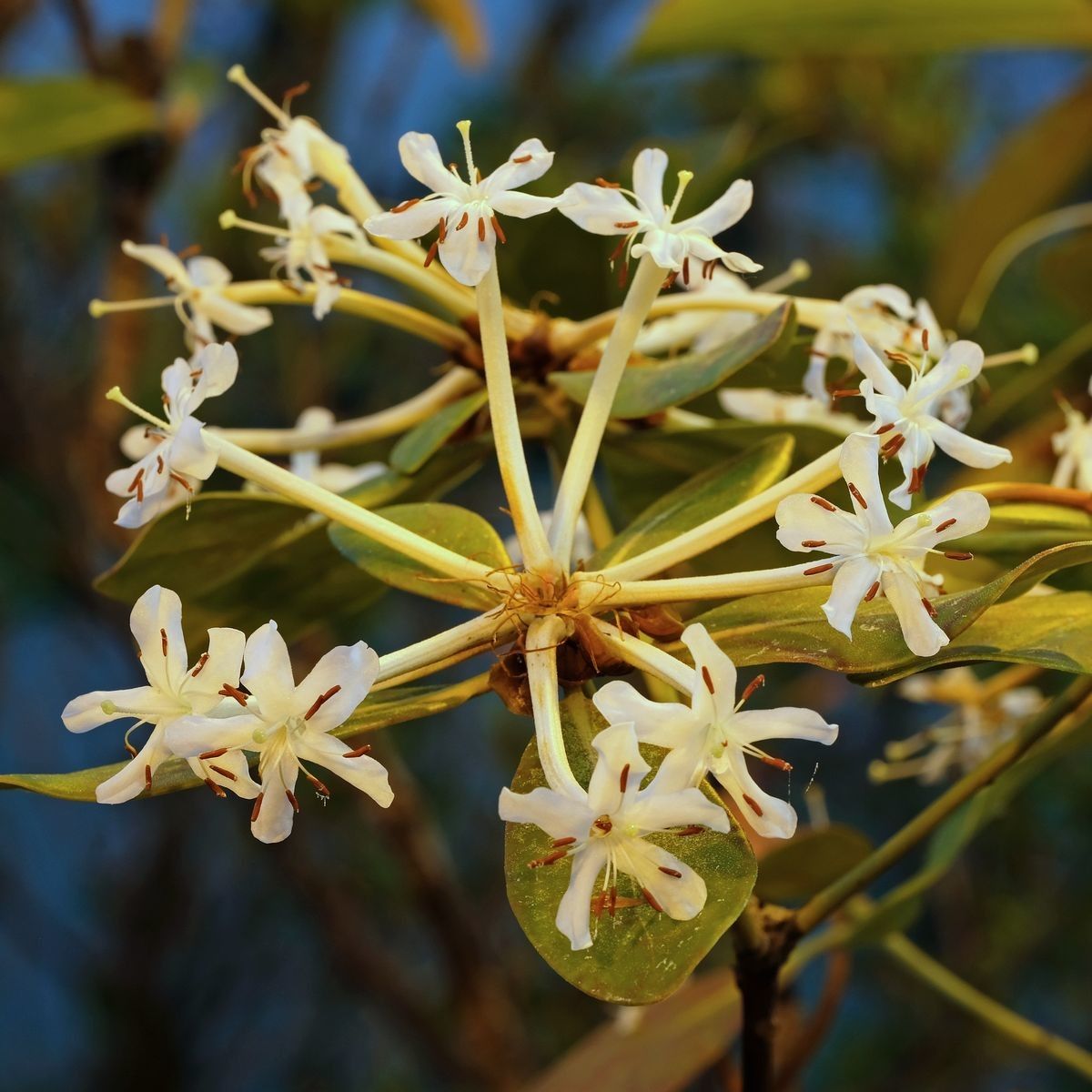 Rhododendron siobriense flower