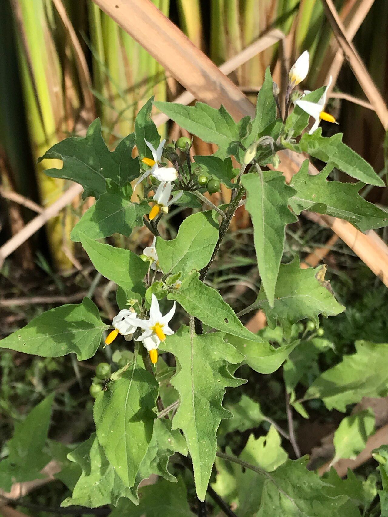 Solanum pilcomayense flower