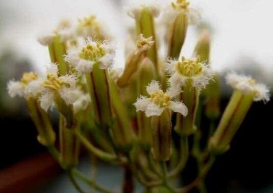 Tylecodon bodleyae flower