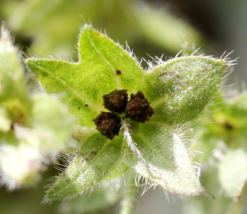Echium pininana fruit
