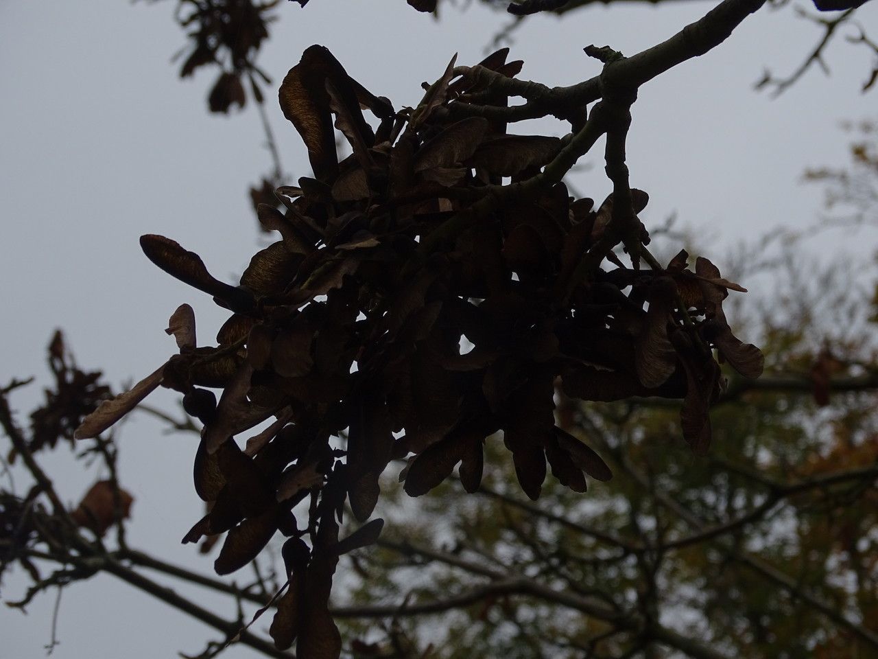 Acer nipponicum fruit