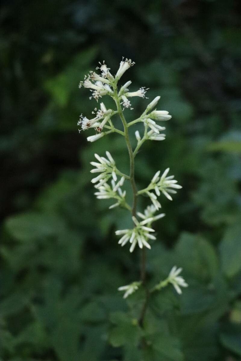 Japonicalia delphiniifolia flower