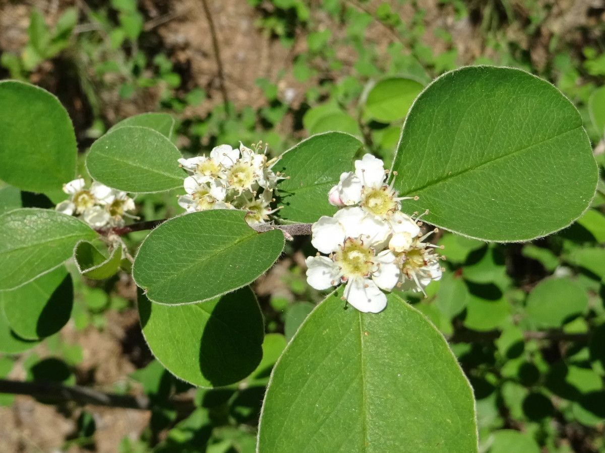 Cotoneaster nummularius leaf