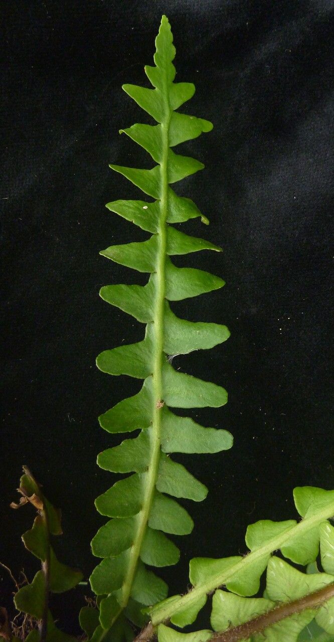 Asplenium dalhousiae — houseplant care guide