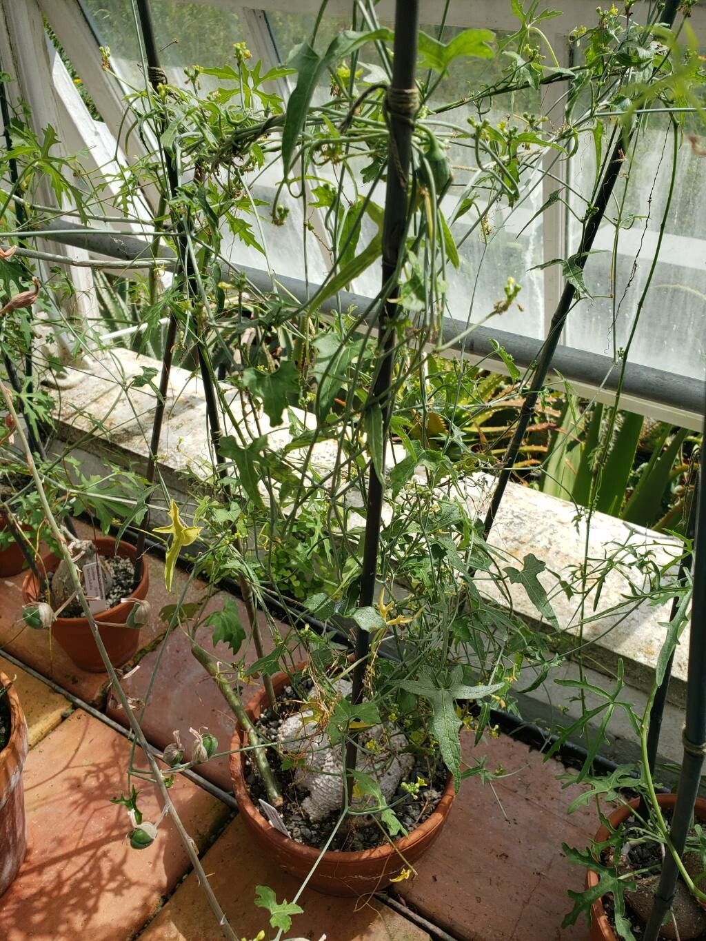 Coccinia microphylla habit