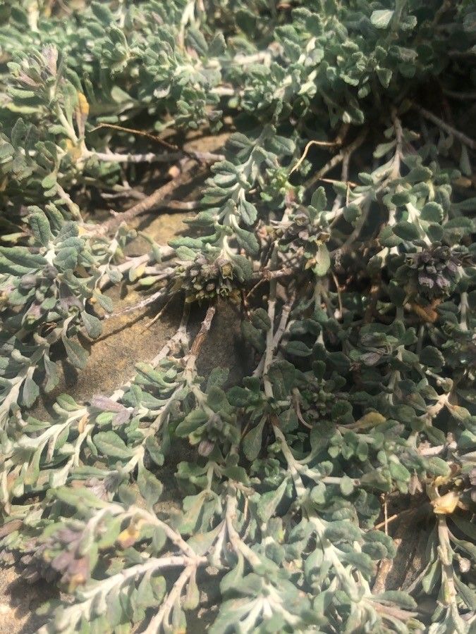 Teucrium thymifolium leaf