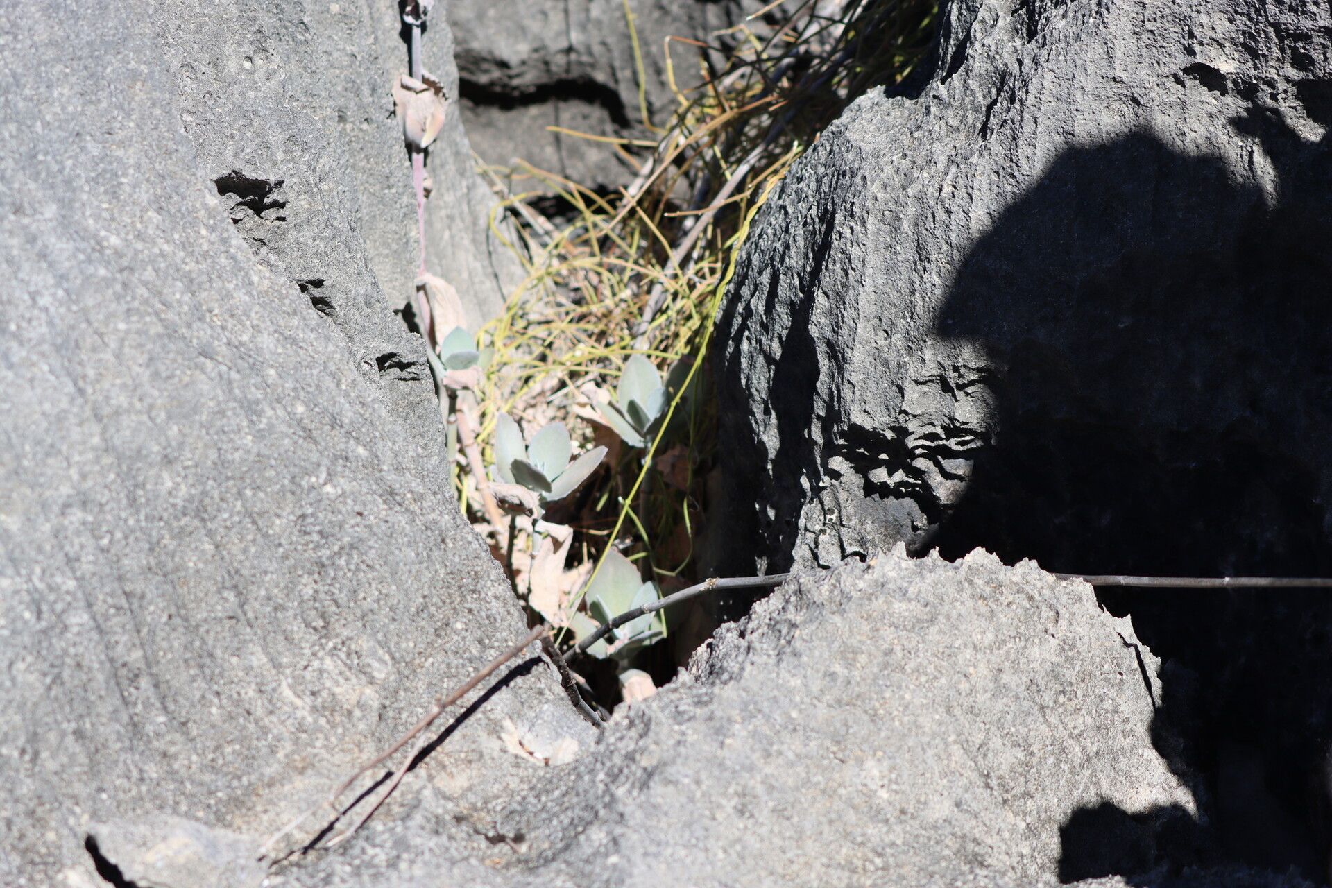 Kalanchoe bogneri habit