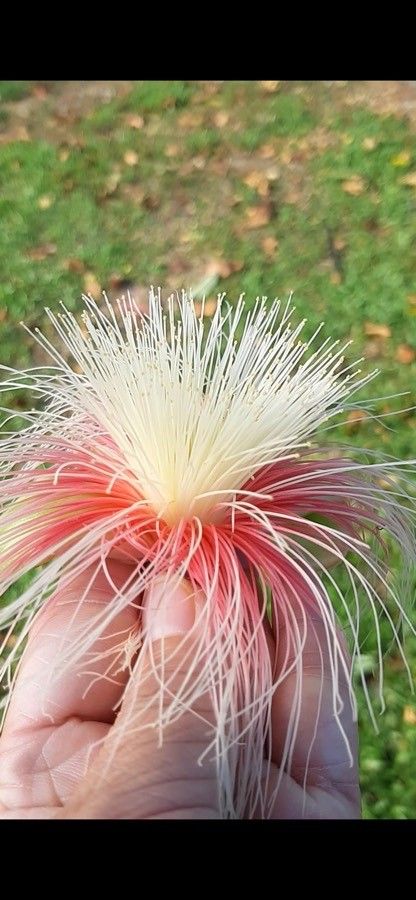 Careya arborea flower