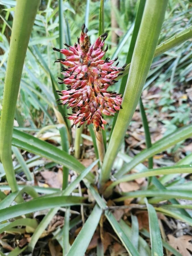 Aechmea distichantha fruit