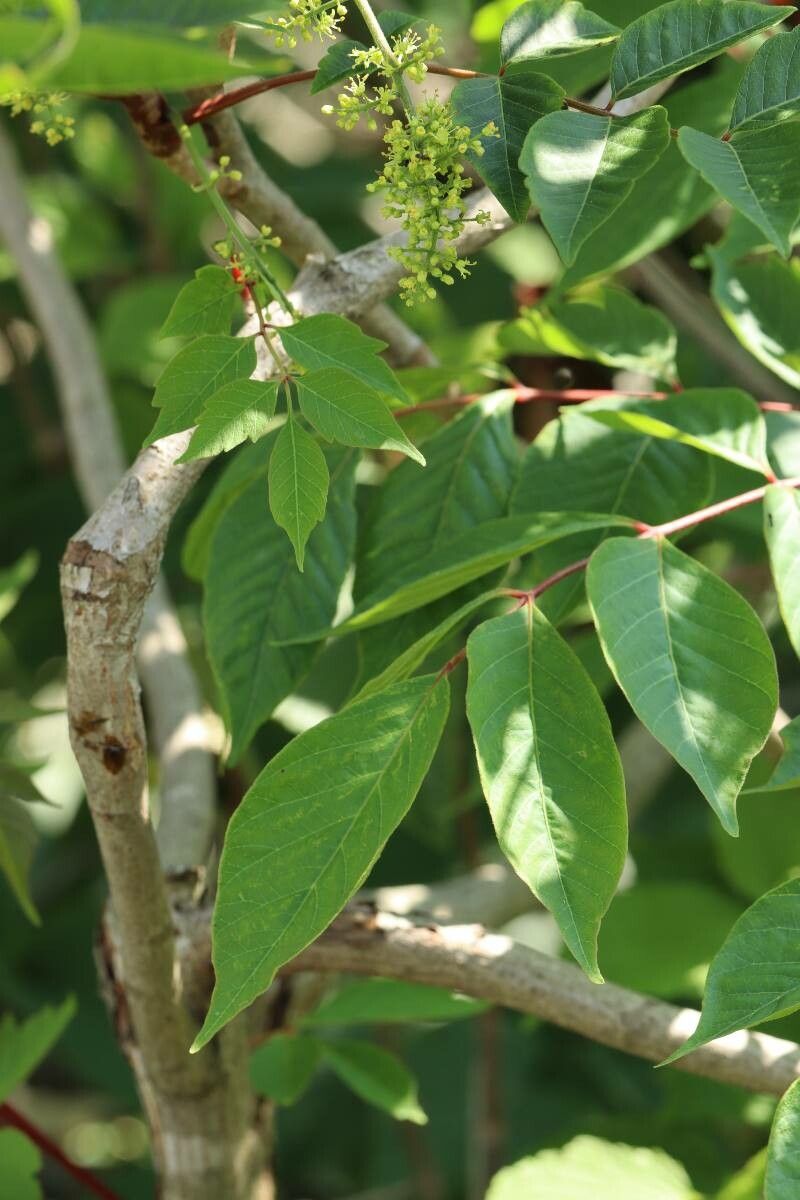 Toxicodendron trichocarpum — houseplant care guide