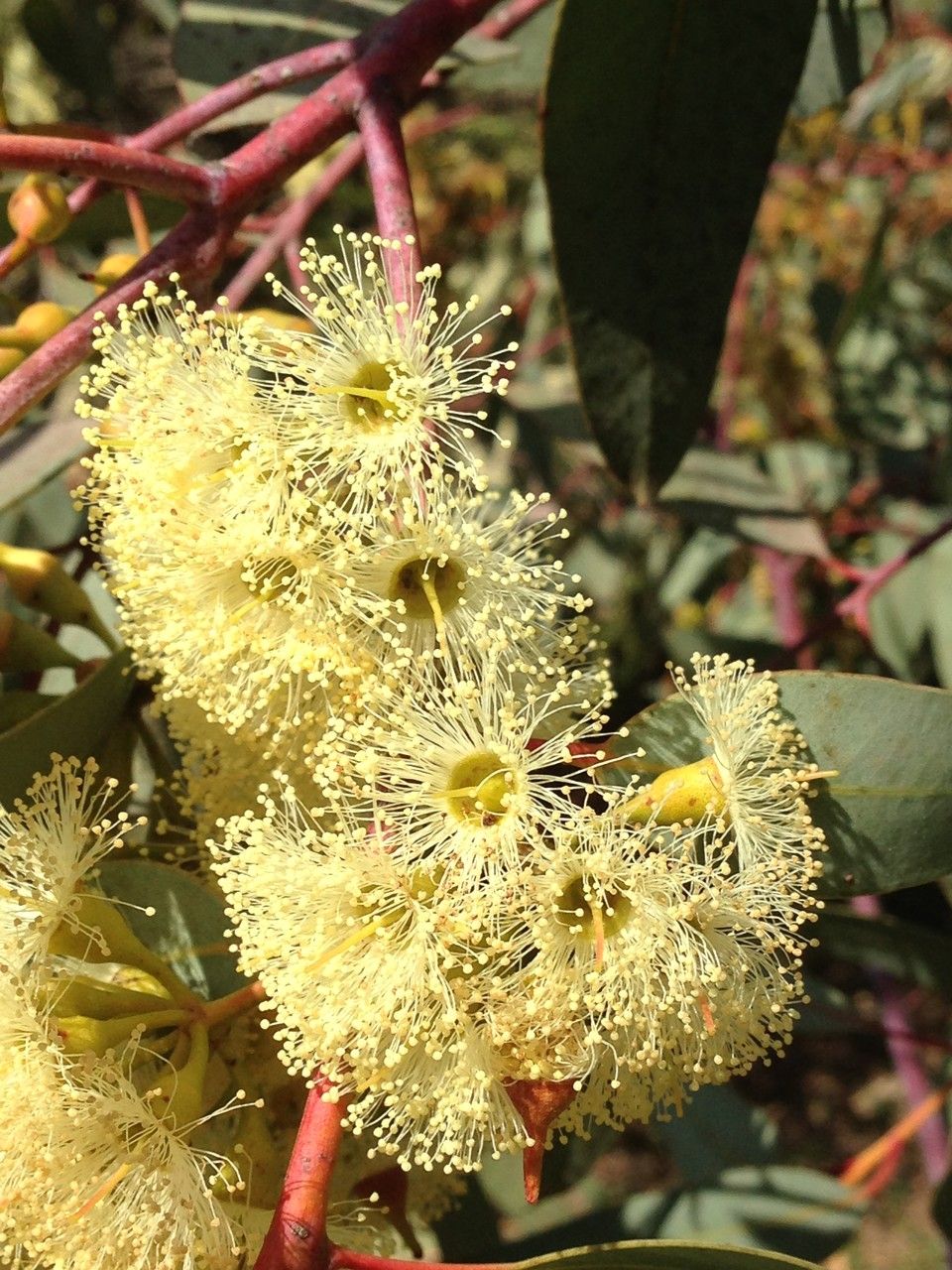 Eucalyptus socialis other