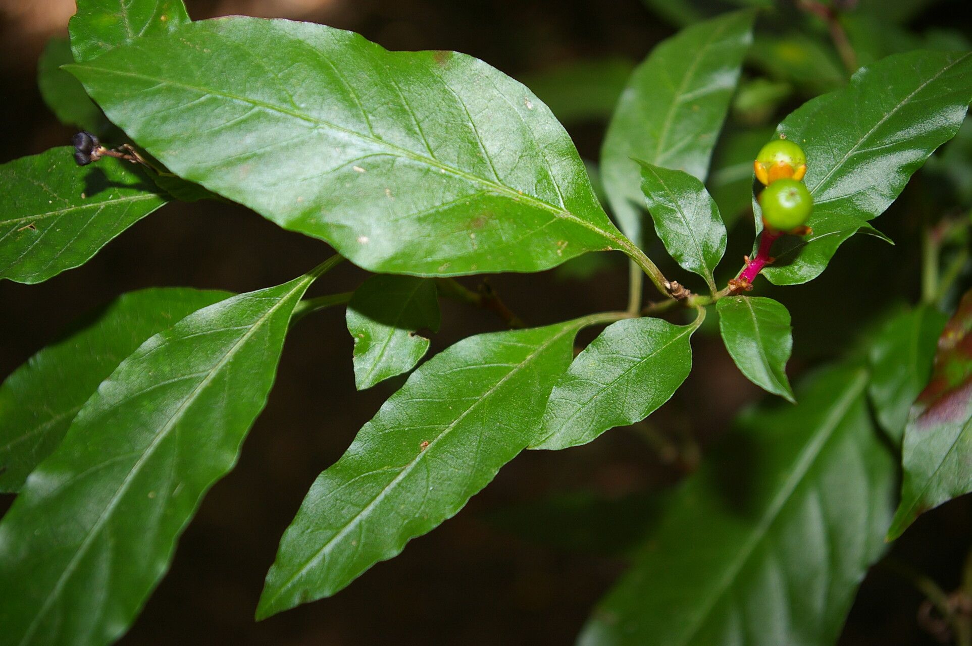 Pleuropetalum sprucei leaf