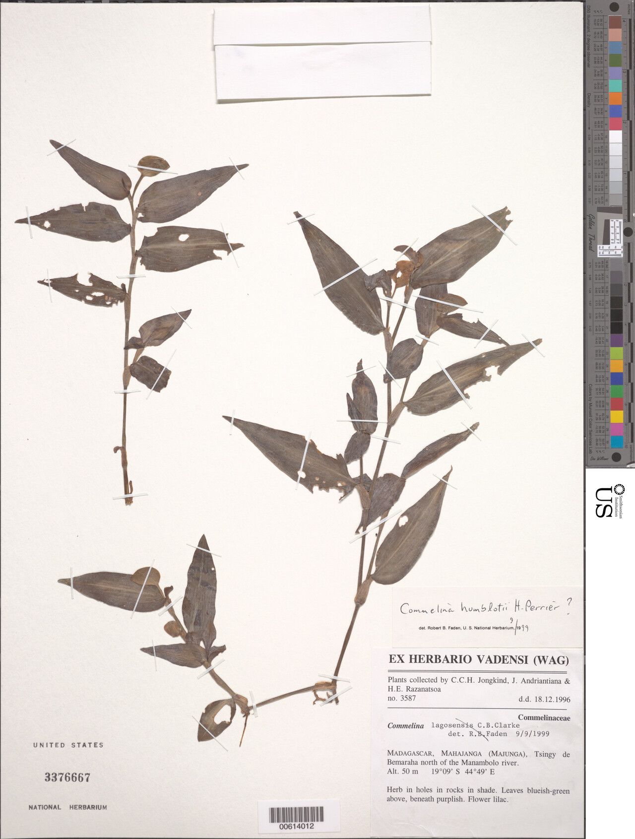 Commelina humblotii — search result for 'Commelina'