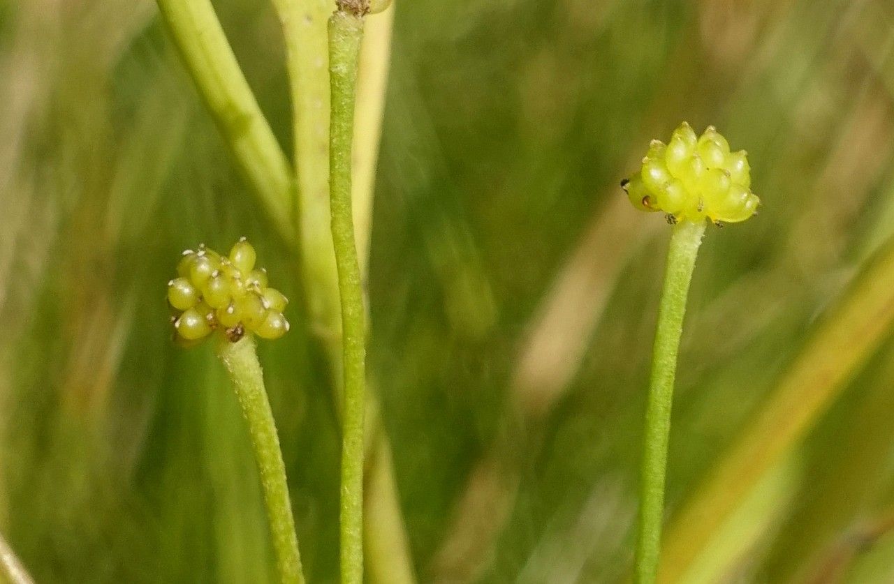 Ranunculus flammula fruit