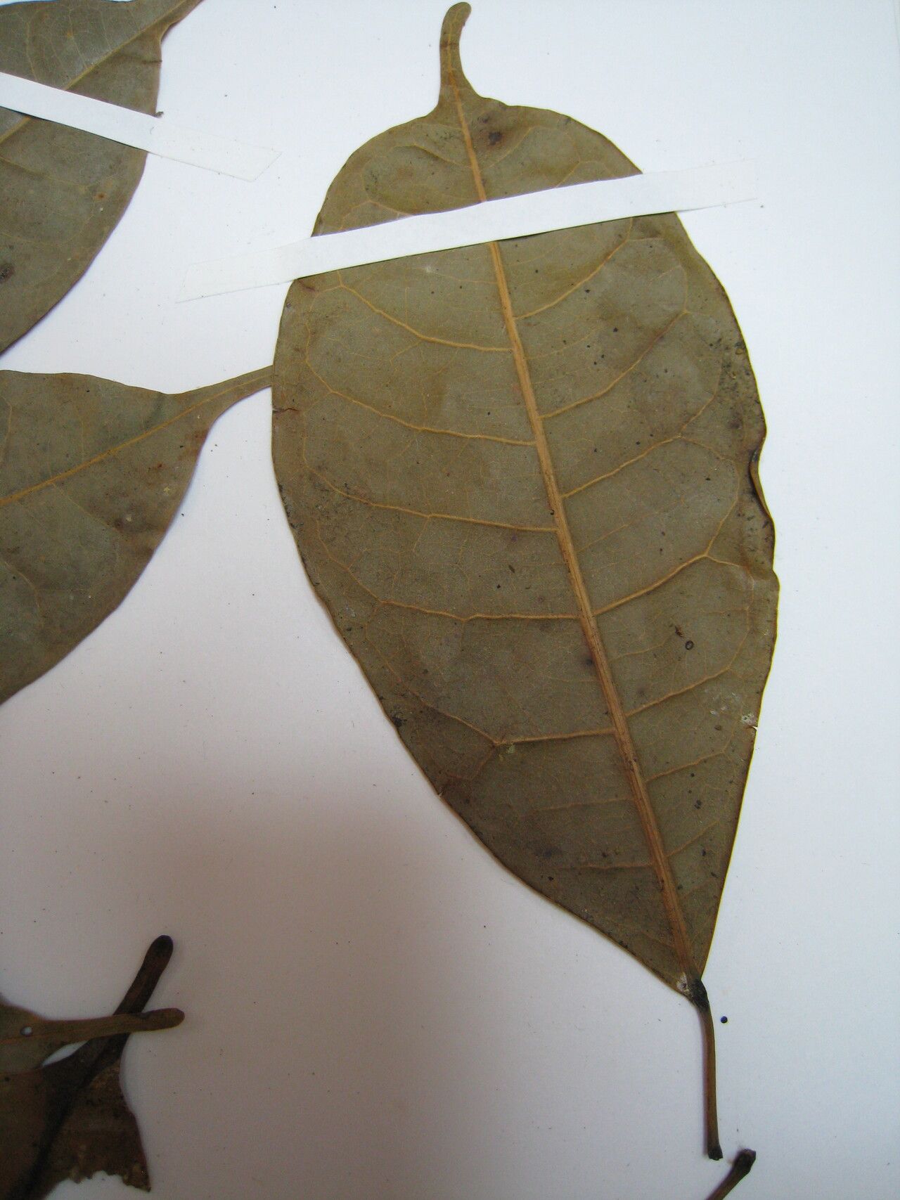 Protium polybotryum — houseplant care guide