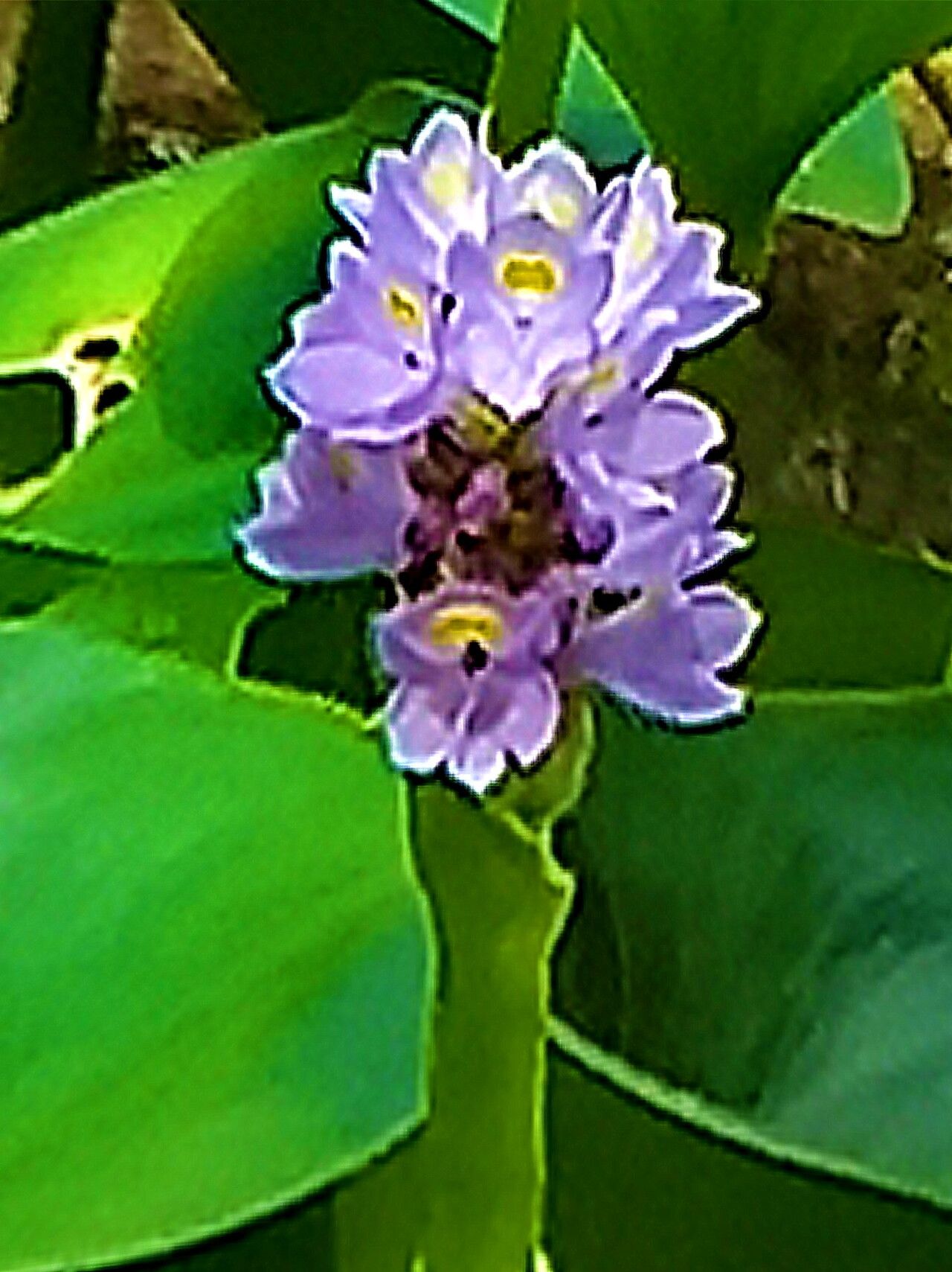 Pontederia rotundifolia flower