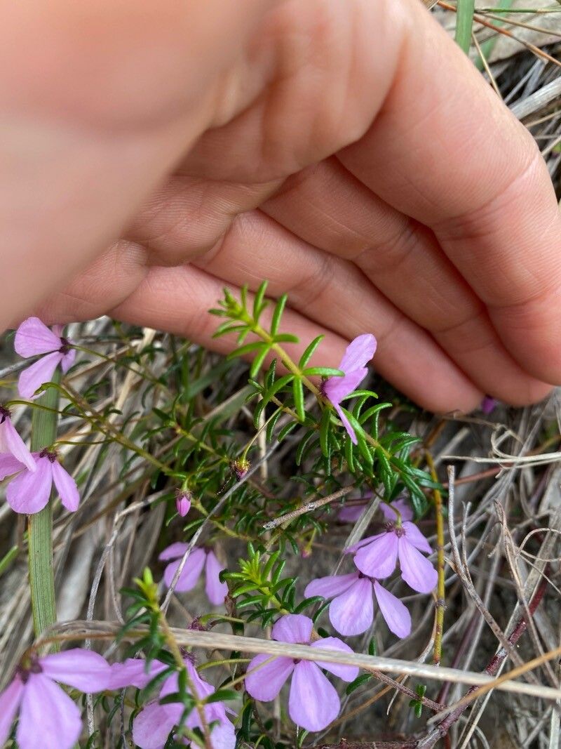 Tetratheca thymifolia leaf