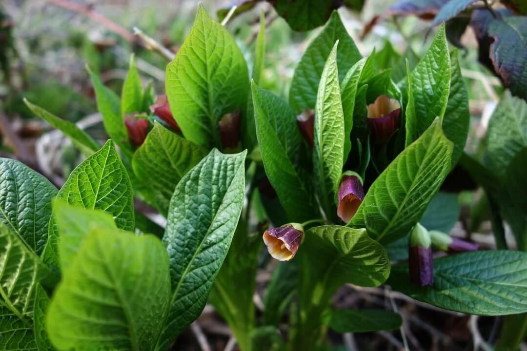 Scopolia carniolica flower