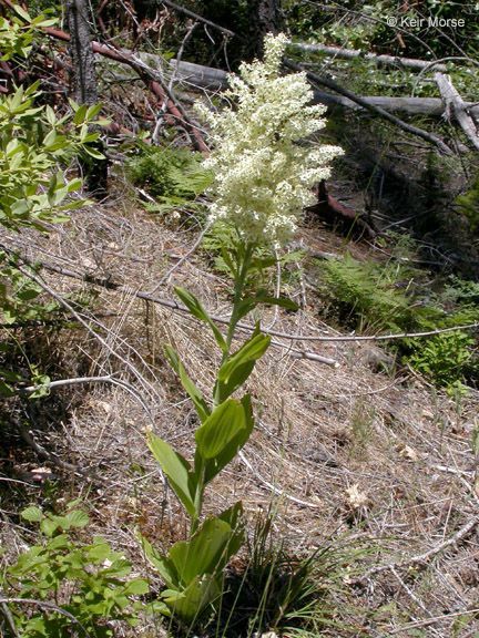 Veratrum insolitum habit