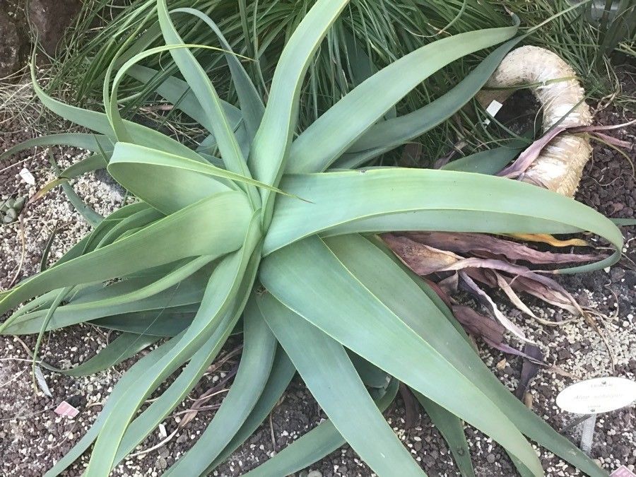 Aloe schelpei — houseplant care guide
