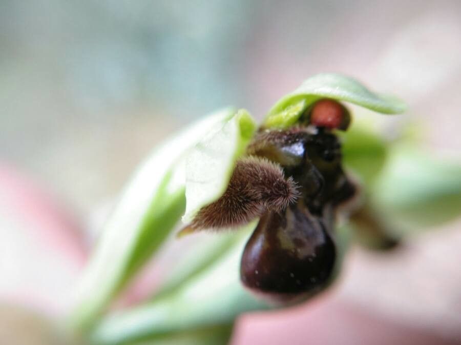 Ophrys bombyliflora flower