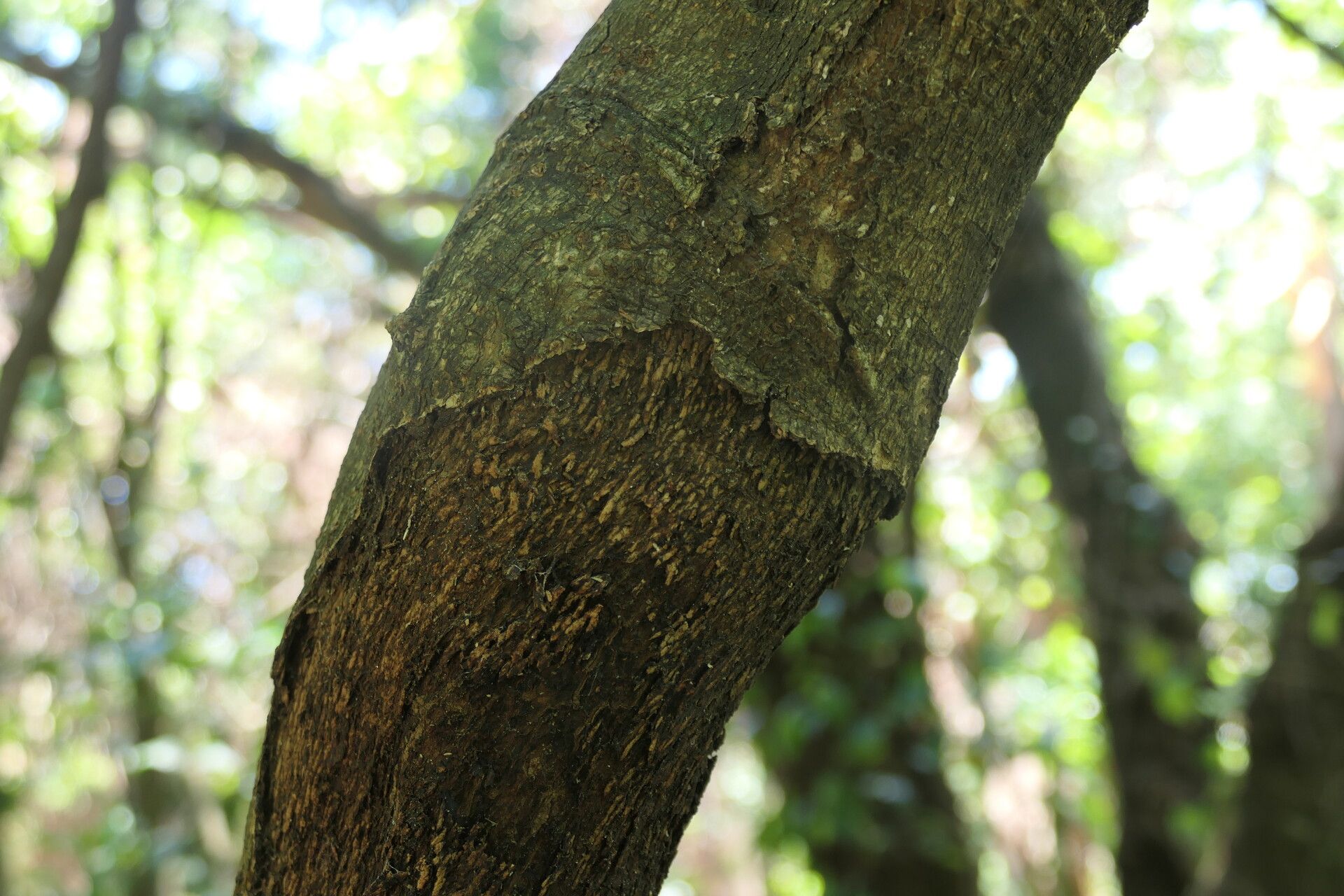 Rothmannia manganjae bark