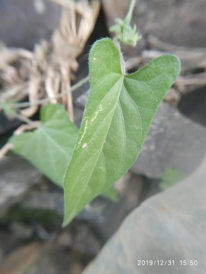 Ipomoea trifida leaf
