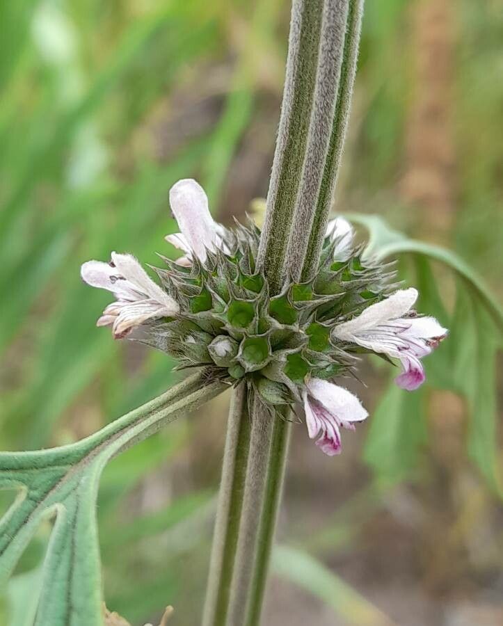 Leonurus sibiricus bark