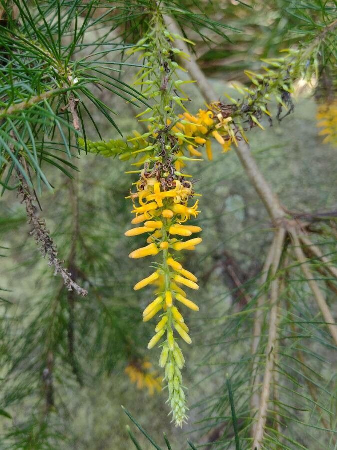 Persoonia pinifolia flower