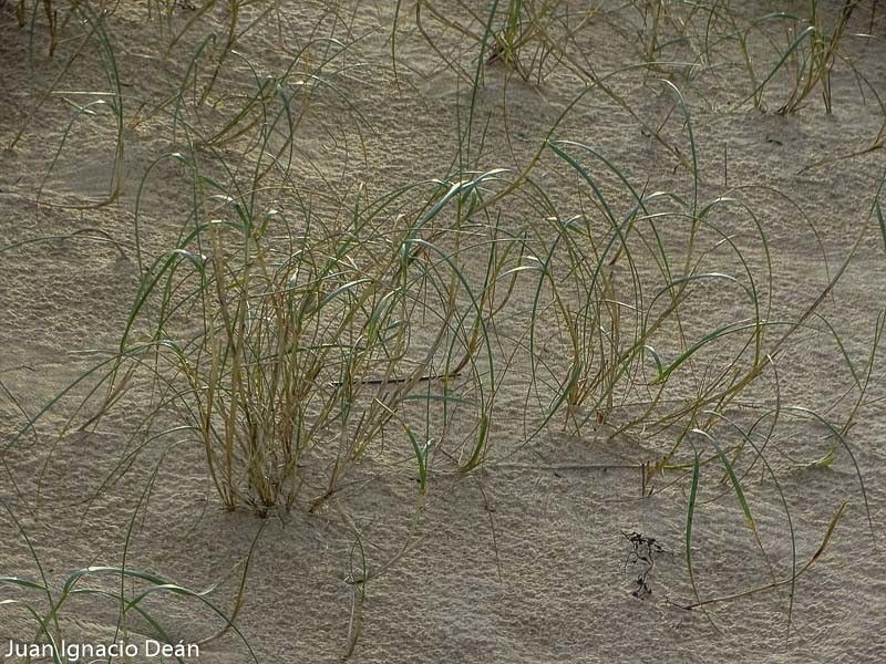 Elytrigia juncea flower