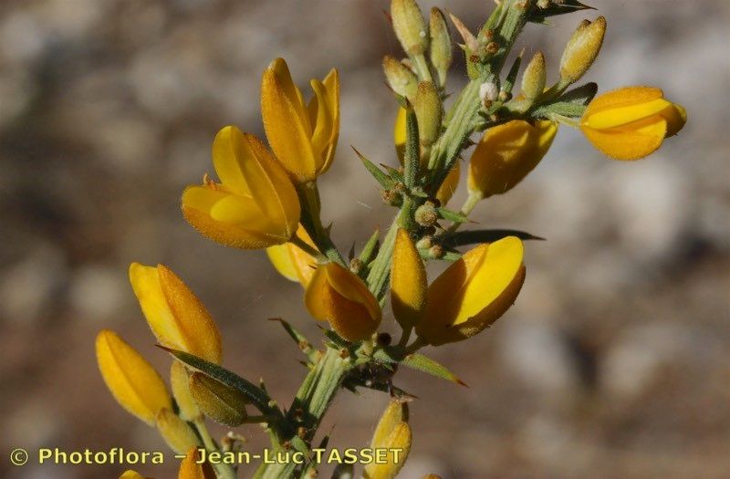 Ulex baeticus flower