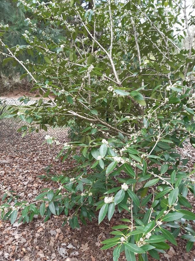 Osmanthus decorus habit