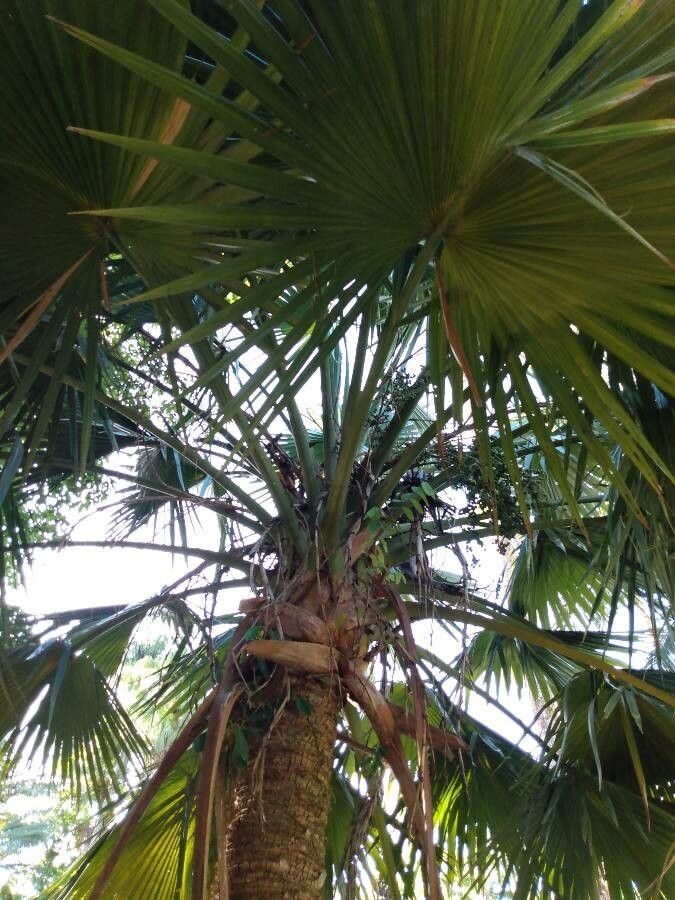 Sabal mexicana other