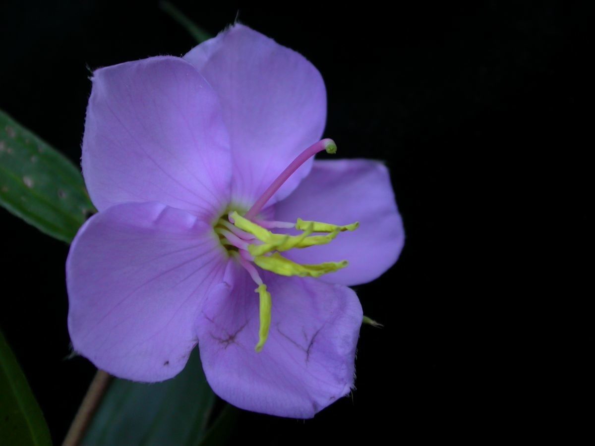 Osbeckia nutans — related species from the same genus