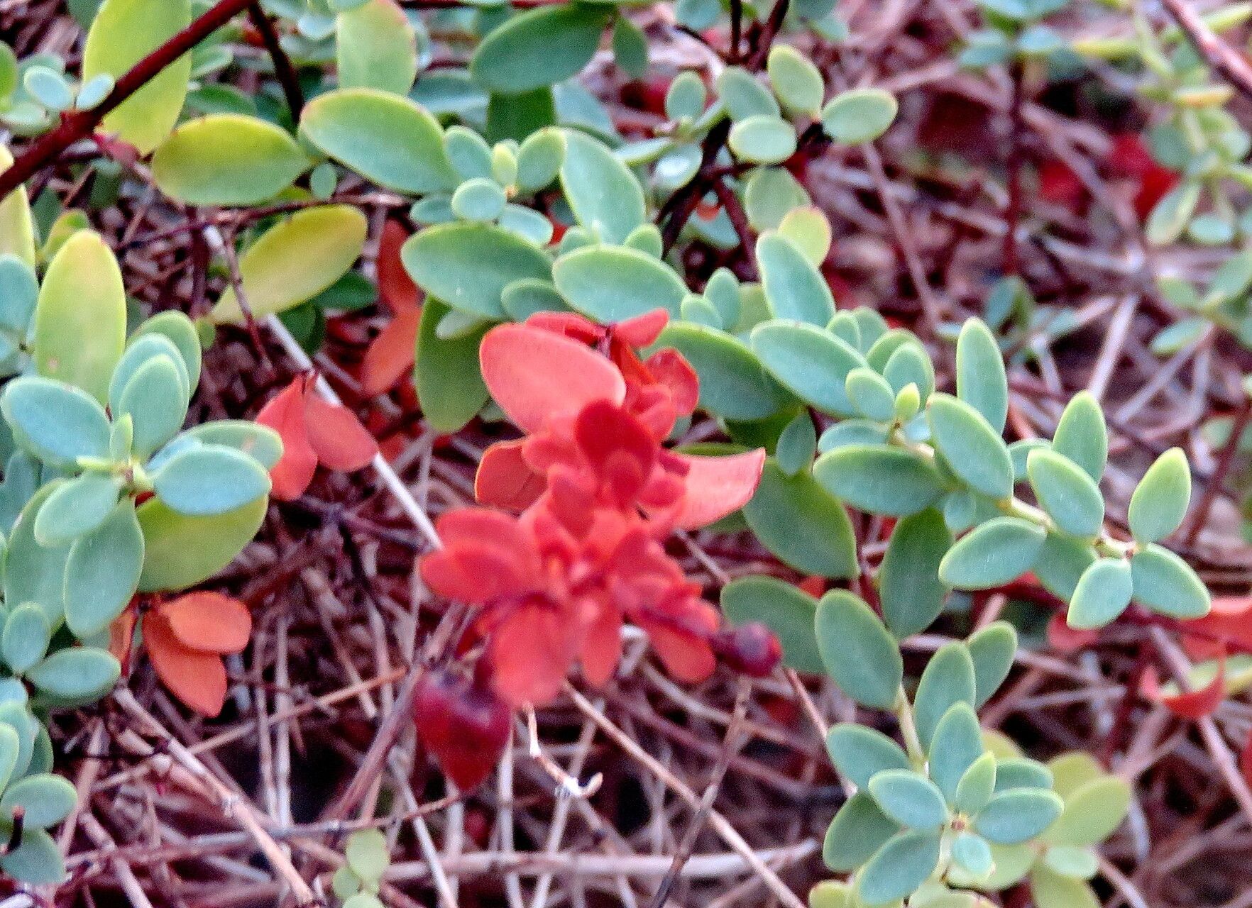Hypericum pallens leaf