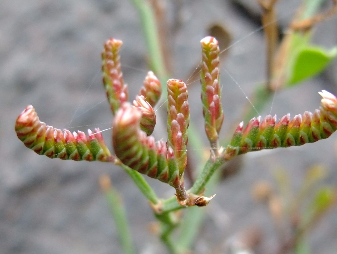 Limonium pectinatum fruit