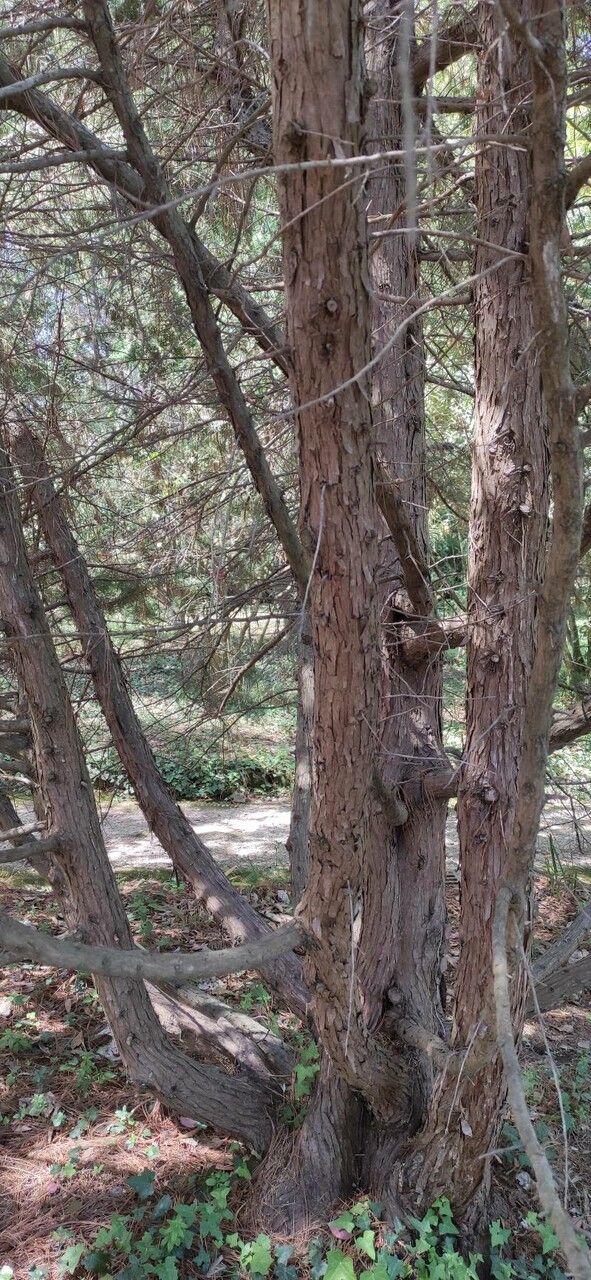 Juniperus bermudiana habit