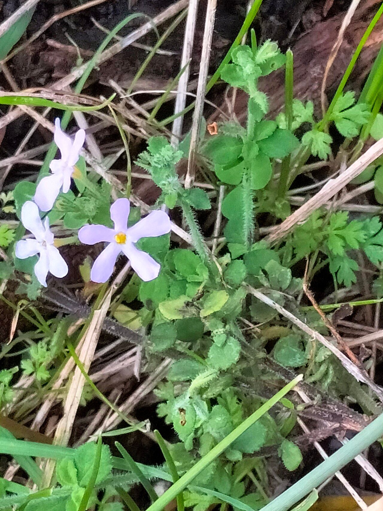 Chaenostoma hispidum — related species from the same genus