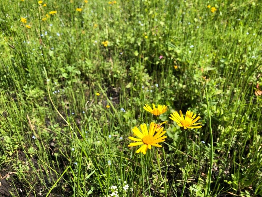 Balduina uniflora — search result for 'Alabama'